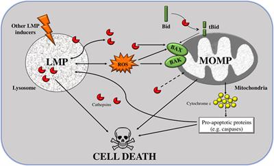 Cancer: Linking Powerhouses to Suicidal Bags